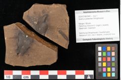 Foto (Objekt + Etikett) von Quercus palaeoilex Ettingshausen (NHMW-GEO-2024-0188-0940)